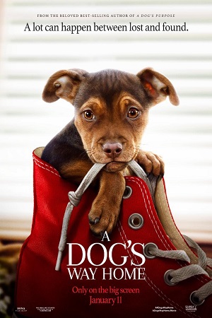  A Dogs Way Home (2019) Dual Audio {Hindi-English} 480p [350MB] | 720p [1GB] | 1080p [2.3GB]